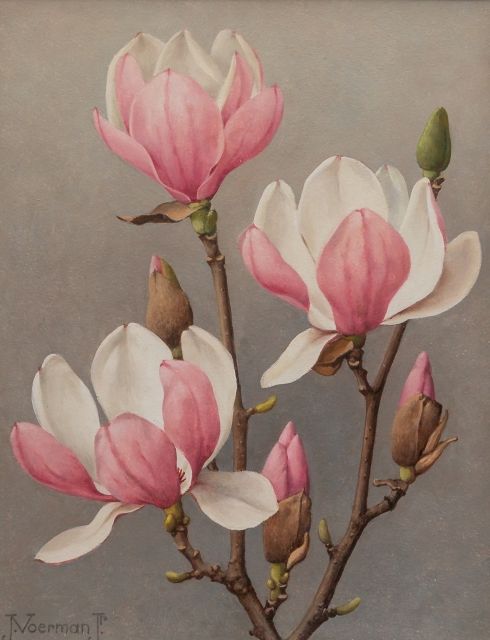 Jan Voerman jr. | Blooming magnolia branch, oil on board, 29.9 x 24.0 cm, signed l.l.