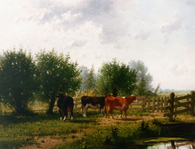 Westerbeek C.  | Cows by a fence, oil on panel 66.4 x 88.2 cm, signed l.l. and dated '84