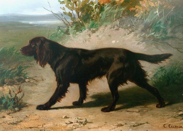 Cunaeus C.  | Irish setter, oil on panel 23.1 x 32.0 cm, signed l.r.