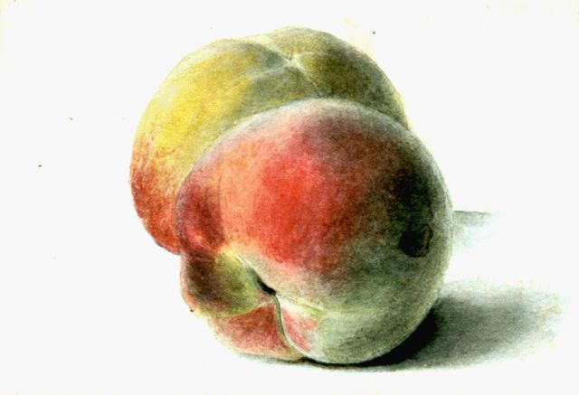 Sande Bakhuyzen G.J. van de | A study of two peaches, watercolour on paper 13.0 x 18.1 cm