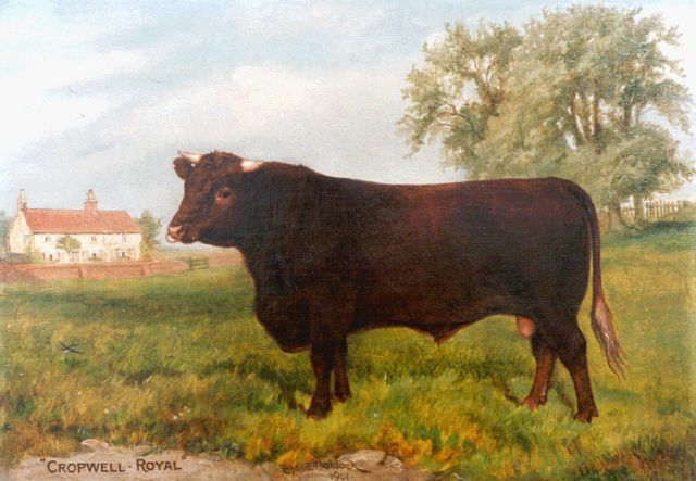 Baldock C.E.M.  | Cropwell Royal, portrait of a bull, oil on canvas 29.8 x 42.0 cm, signed c.l. and dated 1902