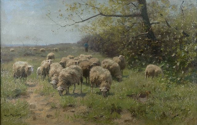 Meulen F.P. ter | Grazing sheep in a sunny landscape, oil on canvas 67.5 x 104.7 cm, signed l.l.