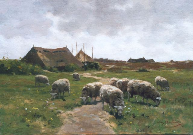 Steelink jr. W.  | Sheep grazing near the heath, oil on canvas 26.6 x 38.0 cm, signed l.r.