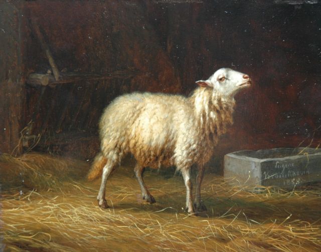 Verboeckhoven E.J.  | A sheep, oil on panel 11.9 x 15.2 cm, signed l.r. on the mess-kit and dated 1858