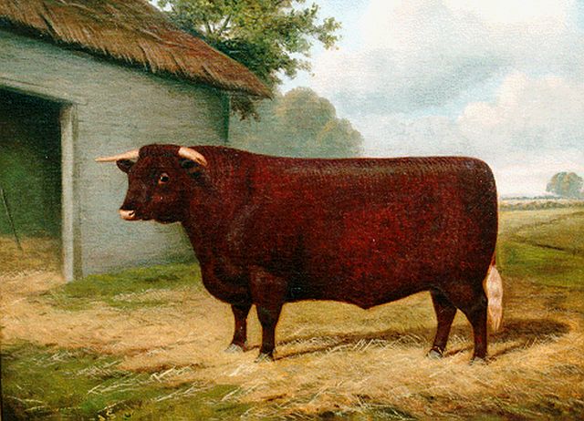 William Albert Clark | British breeding bull, oil on canvas, 43.2 x 53.2 cm, signed l.l. and dated 1911
