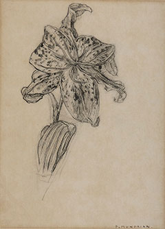 Mondriaan P.C. - Lily, charcoal on paper 25.9 x 19 cm, signed l.r. 'P. Mondrian' and executed ca. 1905-1906